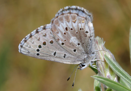 Copper Butterfly Lycaenidae