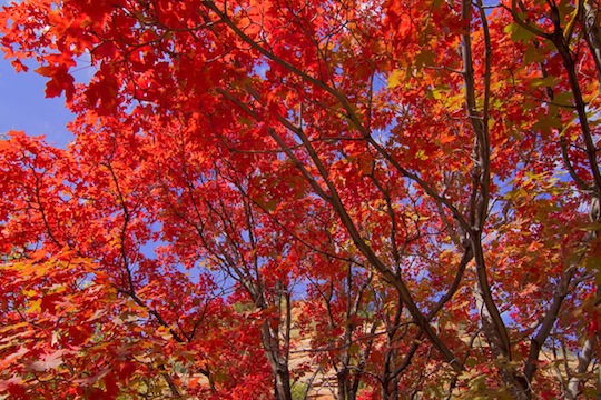 types of maple trees in tennessee types of maple trees in tennessee