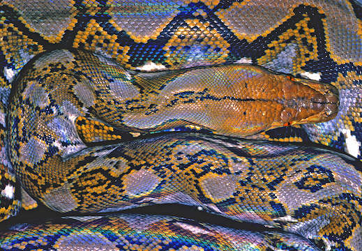  Grandes constritoras: 6 - Píton reticulada ( Python reticulatus )  Reticulated%20python
