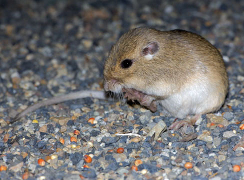 two variates of rock pocket mouse