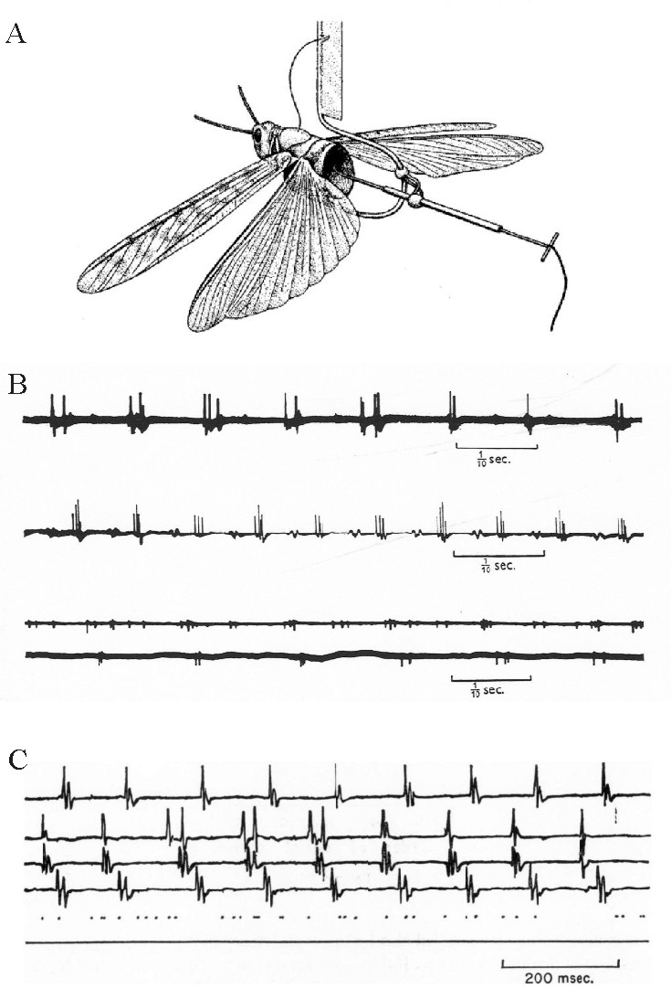 Locust flight