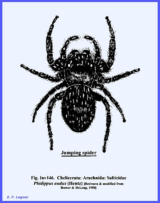 subphylum chelicerata examples