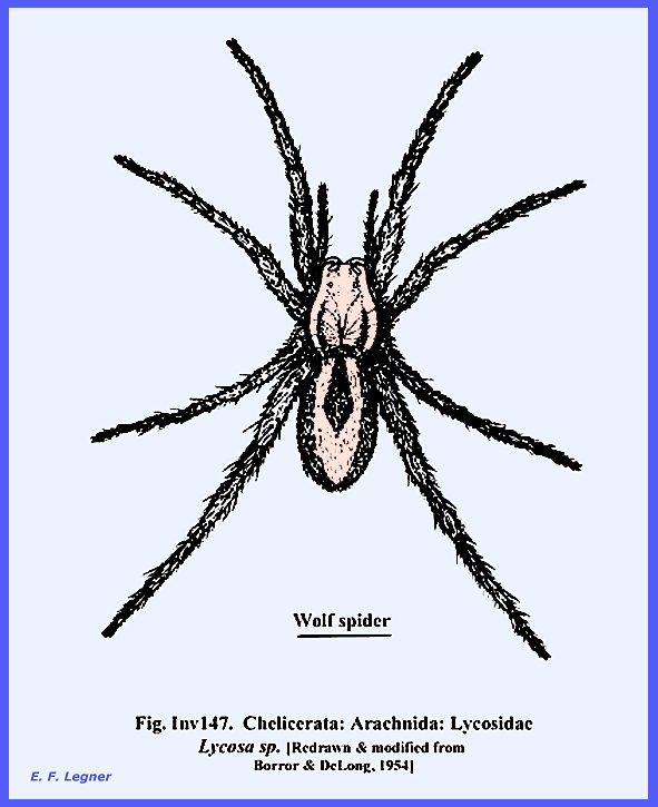 subphylum chelicerata examples