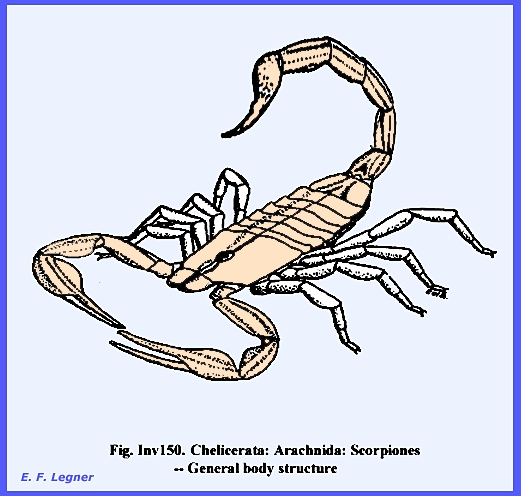 subphylum chelicerata examples