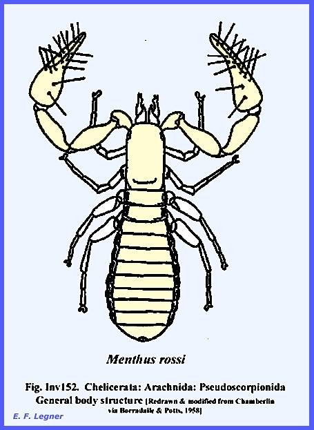 subphylum chelicerata examples