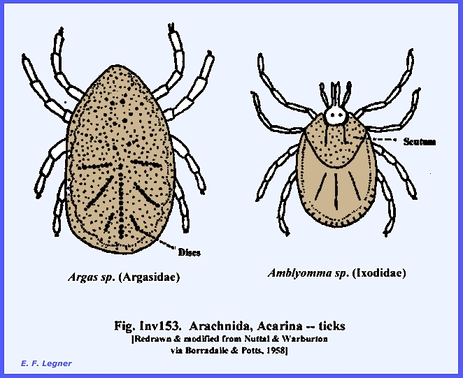 subphylum chelicerata examples