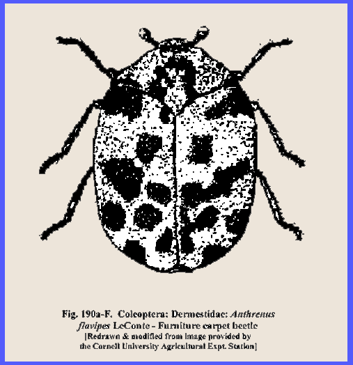 furniture carpet beetle - Anthrenus flavipes (LeConte)