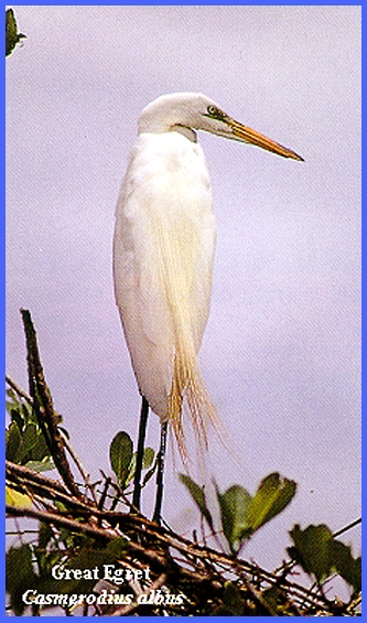  Dimensions 70-35411 Egret in Flight Counted Cross