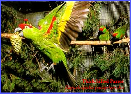 2 nids special croupion rouge,bonnet bleu ou stanley,conure,pirrurha,senegal