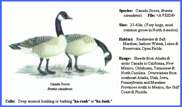 Canada goose outlet branta canadensis pronunciation