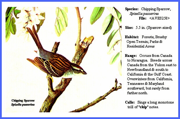 sparrow diagram