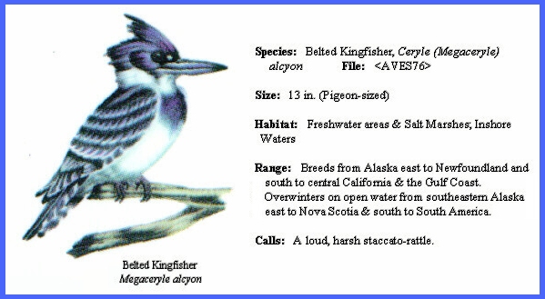 Belted kingfisher • Megaceryle alcyon - Biodiversity of the Central Coast