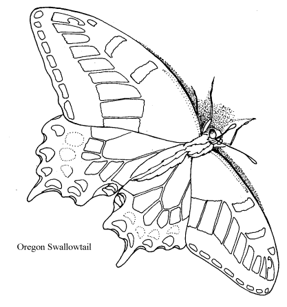 Oregon Swallowtail Papilio Bairdii Oregonia Lep