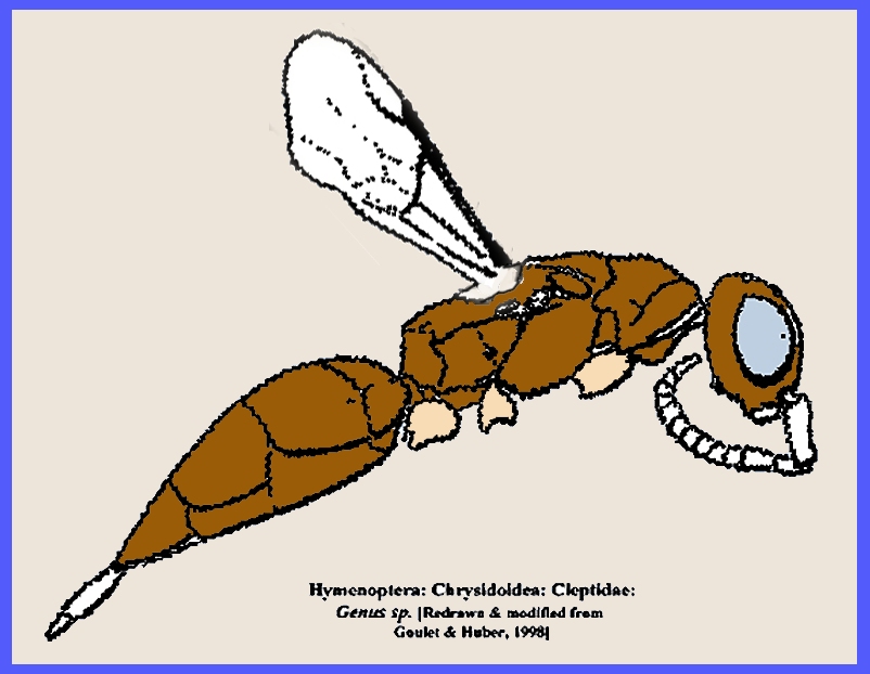 File families of hymenoptera