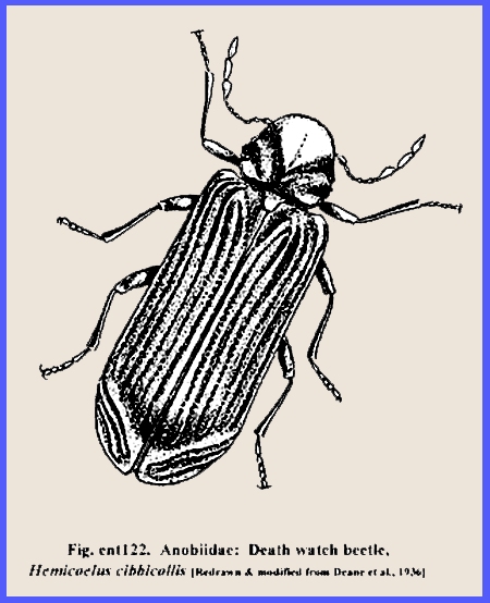 whirligig beetle diagram