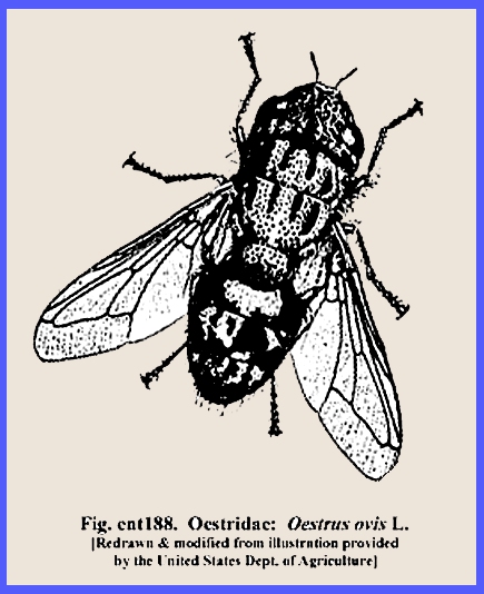 Oestrus ovis Diagram