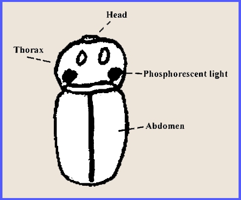 whirligig beetle diagram