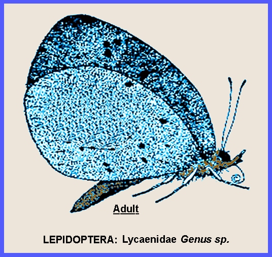 lepidoptera