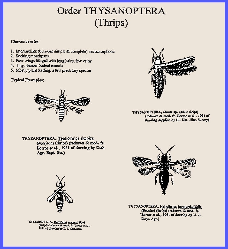 Thysanoptera (Many species), Insect & Mite Guide