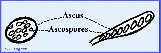 ascus