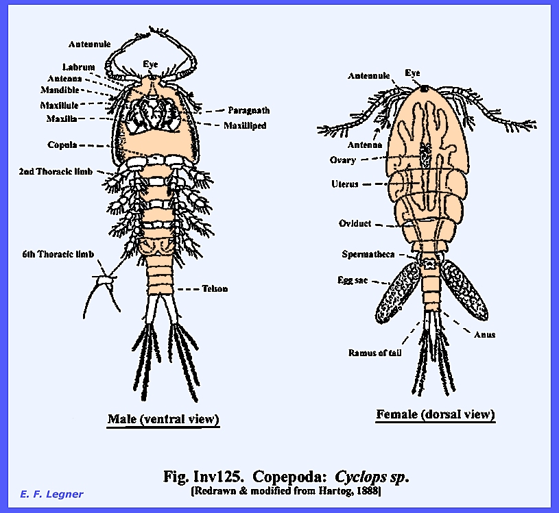 examples of crustaceans