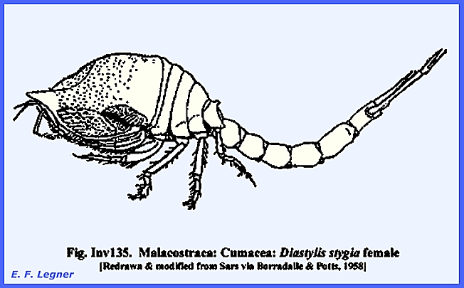 maxillopoda