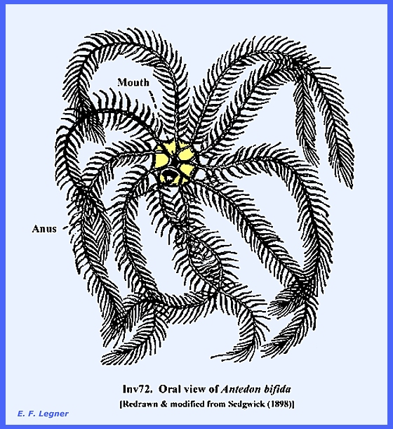 phylum echinodermata antedon