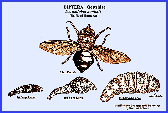 Life Cycle - Oestrus ovis - Nasal Bot Fly