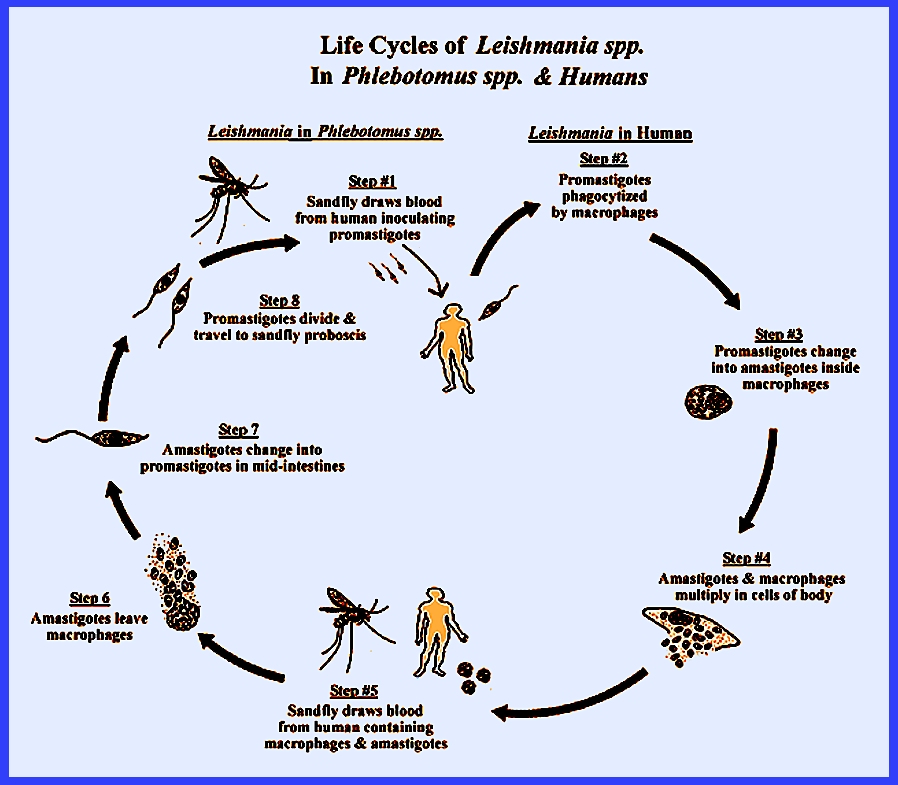 sand fly life cycle