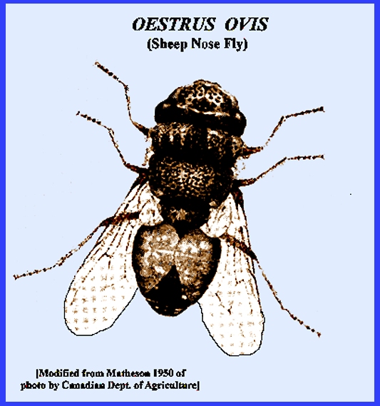 Figure 2 from A CASE OF NASAL MYIASIS DUE TO OESTRUS OVIS ( NASAL BOT FLY )  IN A NELLORE SHEEP