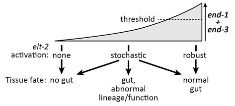 Model of Gut Stochasticity