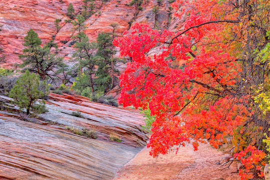 Zionmaples036.jpg