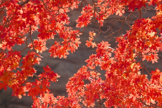 photographs by Mark Chappell