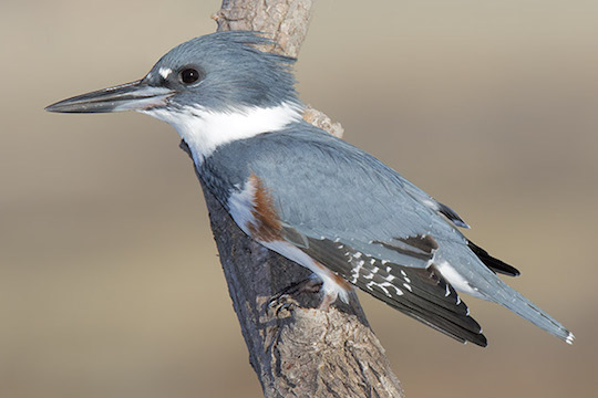 belted kingfisher (Clay Hill Memorial Forest Birds) · iNaturalist