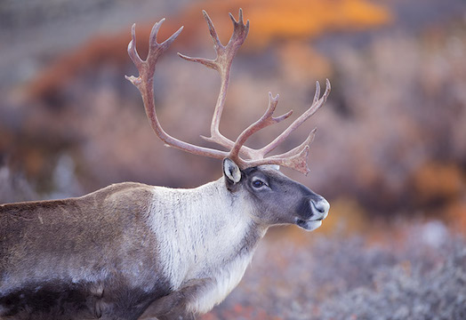 Alaska Magazine  Caribou Antlers: A Means of Seduction
