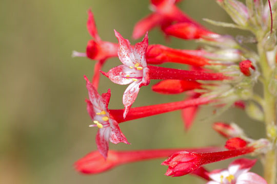 photographs by Mark Chappell