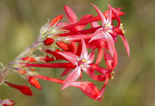 sabbatical⭐︎GILIA SABBATICAL GILIA Sandstone – WAFUU JAPAN