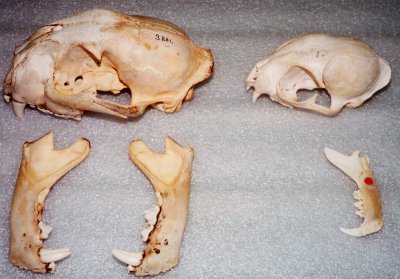 skulls