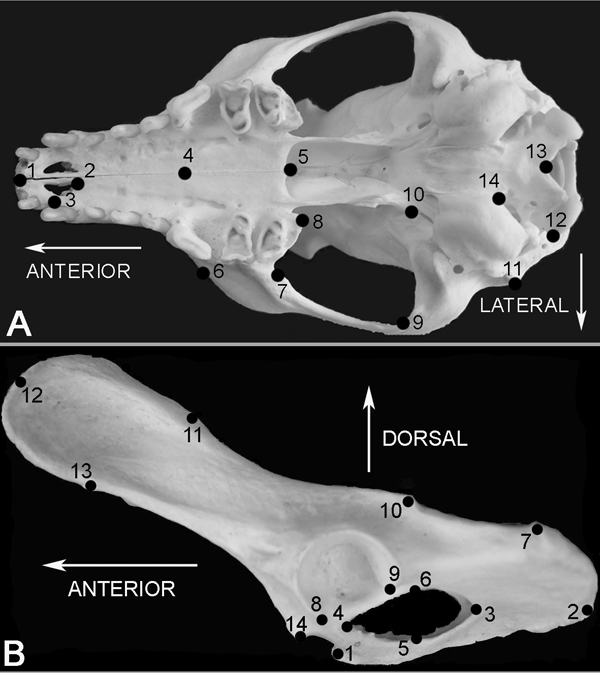 fox skull