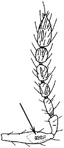 Elachertus male antenna.JPG (14618 bytes)