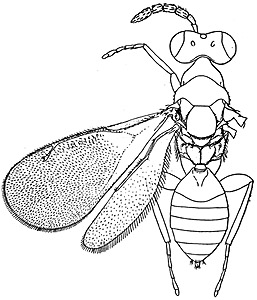 necremnus propodealis female.JPG (32165 bytes)