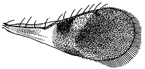 trichospilus boops forewing.JPG (23478 bytes)