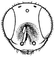trichospilus boops face.JPG (21059 bytes)