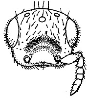 trichospilus vorax face.JPG (21332 bytes)