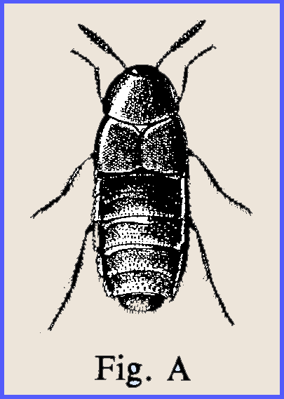 Jolaha Insect Please CLICK on picture toenlarge