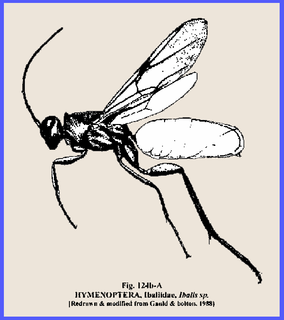 Metasomatic Tergite Insect 124a (123a)
