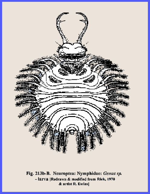 Neotriplax File: