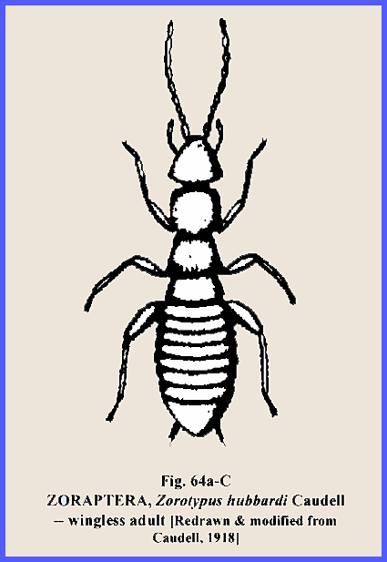 Zural Insect File: