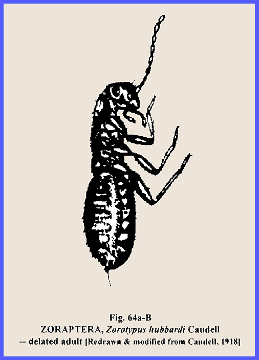 Zural Insect File: