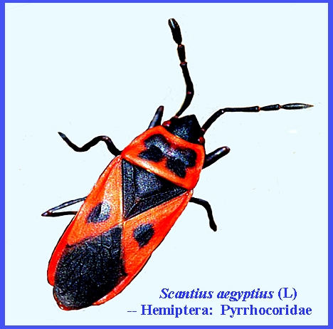 Red Roman Insect File: